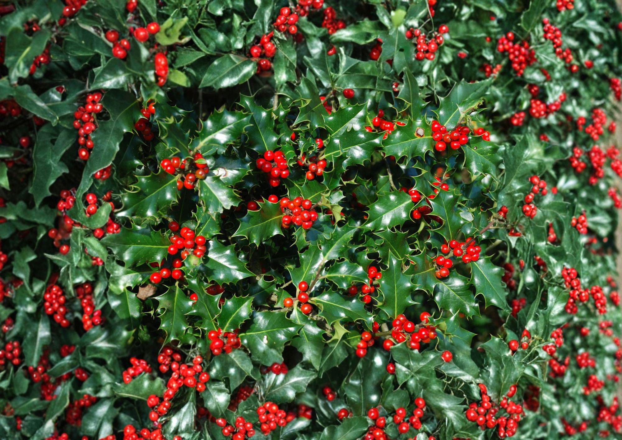 English Holly Seeds – 10 Ilex Aquifolium Evergreen Red Berry Plant Seeds for Garden, Landscaping, and Wildlife