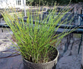 Dwarf Horsetail Rush Live Pond Plant – Equisetum scirpoides Hardy Aquatic Marginal Bog Garden