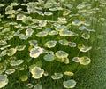 Variegated Pennywort Live Plant – Hydrocotyle ranunculoides 'Crystal Ball' – Aquatic Marginal Plant for Ponds and Water Gardens