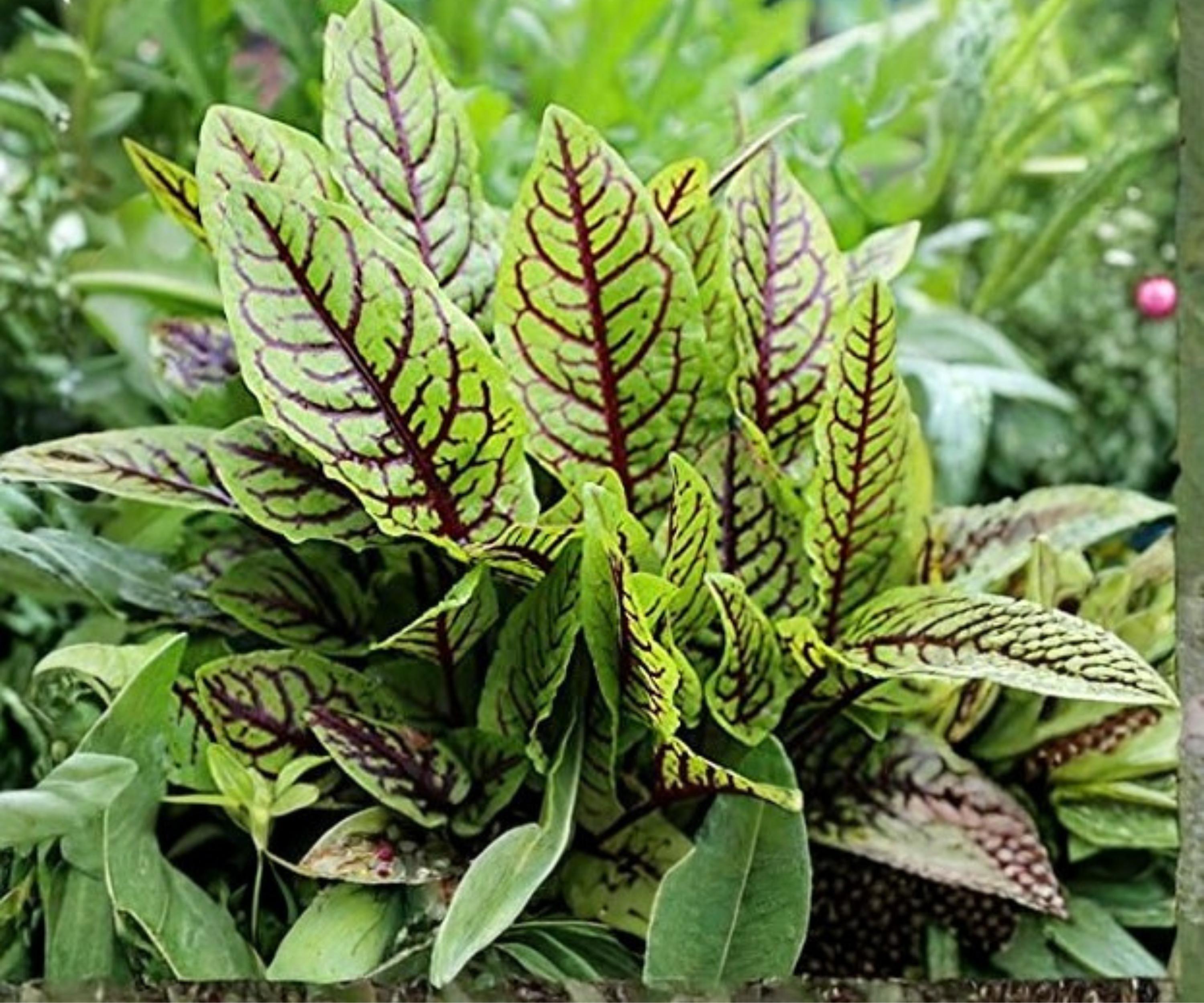 Bloody Dock Pond Plant – Red Veined Sorrel, Hardy Aquatic Marginal Plant for Water Gardens and Bog Gardens