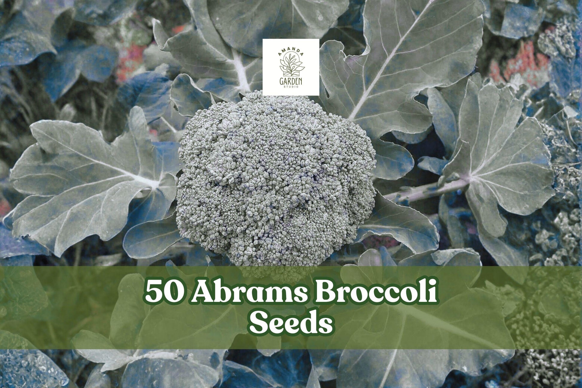 Abrams Broccoli Seeds – Heirloom Vegetable, Dark Green Tight Crowns, Easy to Grow, Brassica oleracea, 50 Seeds