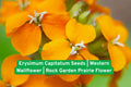Erysimum Capitatum Seeds | Western Wallflower Wildflower for Rock Gardens & Prairie | Drought-Tolerant Pollinator Plant