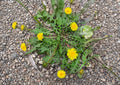 Dandelion Seeds 250 Pack – Edible Medicinal Herb for Herbal Gardens, Pollinator Plants, Wild Greens – Taraxacum Officinale