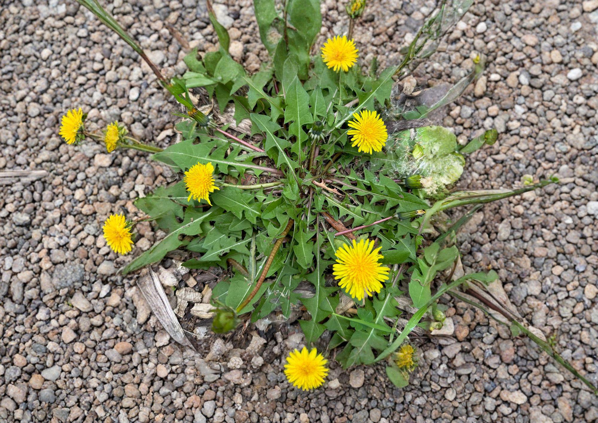Dandelion Seeds 250 Pack – Edible Medicinal Herb for Herbal Gardens, Pollinator Plants, Wild Greens – Taraxacum Officinale