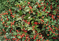 Chinese Holly Seeds – Evergreen Spiny Leaves with Red Berries for Garden Growing – Ilex cornuta