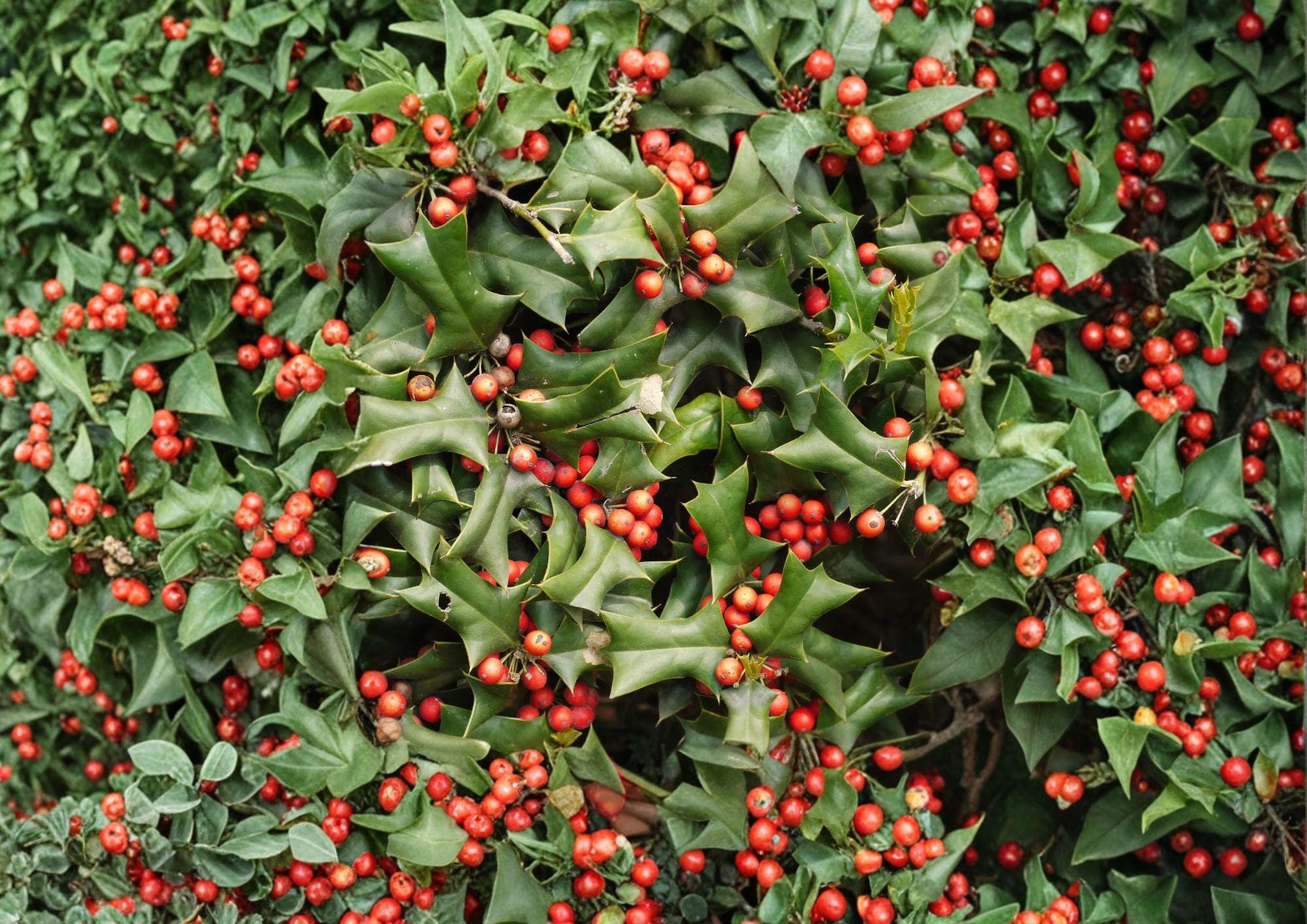 Chinese Holly Seeds – Evergreen Spiny Leaves with Red Berries for Garden Growing – Ilex cornuta