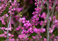 Chinese Redbud Tree Seeds – 10 Ornamental Pink Spring Bloom Seeds – Cercis chinensis