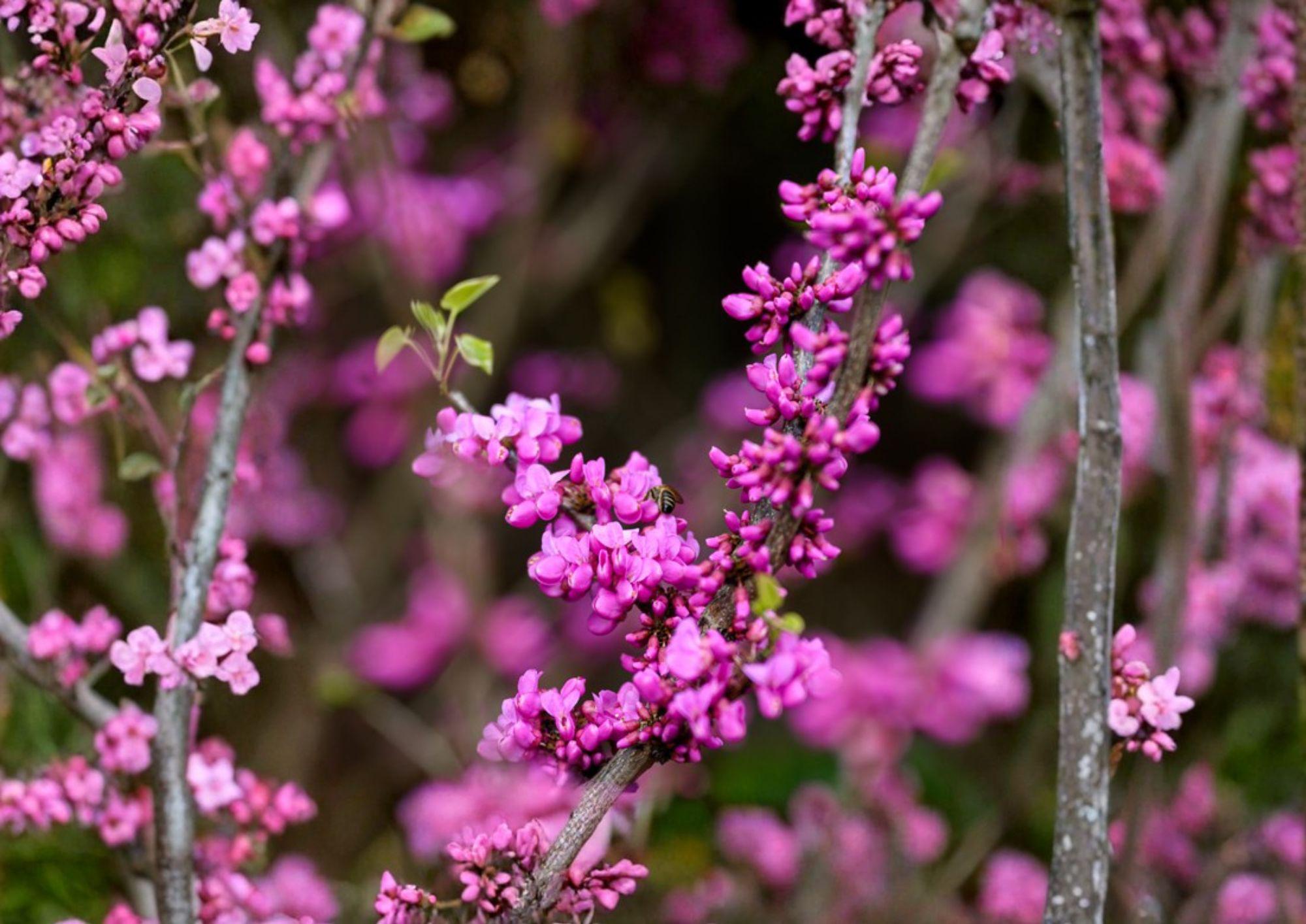 Chinese Redbud Tree Seeds – 10 Ornamental Pink Spring Bloom Seeds – Cercis chinensis