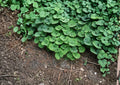 Wild Ginger Seeds – Native Heart-Shaped Leaf Groundcover for Shade Gardens – Easy to Grow Asarum canadense