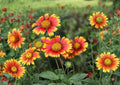 Indian Blanket Gaillardia Pulchella Seeds – Bright Red Yellow Wildflower for Pollinator Gardens and Summer Borders – 200 Pack