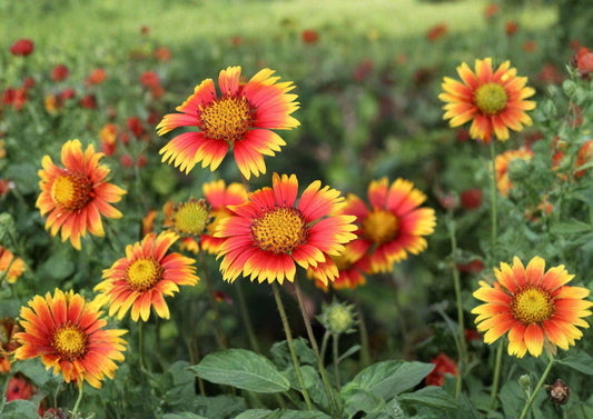 Indian Blanket Gaillardia Pulchella Seeds – Bright Red Yellow Wildflower for Pollinator Gardens and Summer Borders – 200 Pack