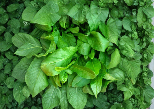 Large Leaf Sorrel Seeds 600 Pack – Hardy Perennial Culinary Herb for Kitchen Gardens and Fresh Greens – Rumex acetosa