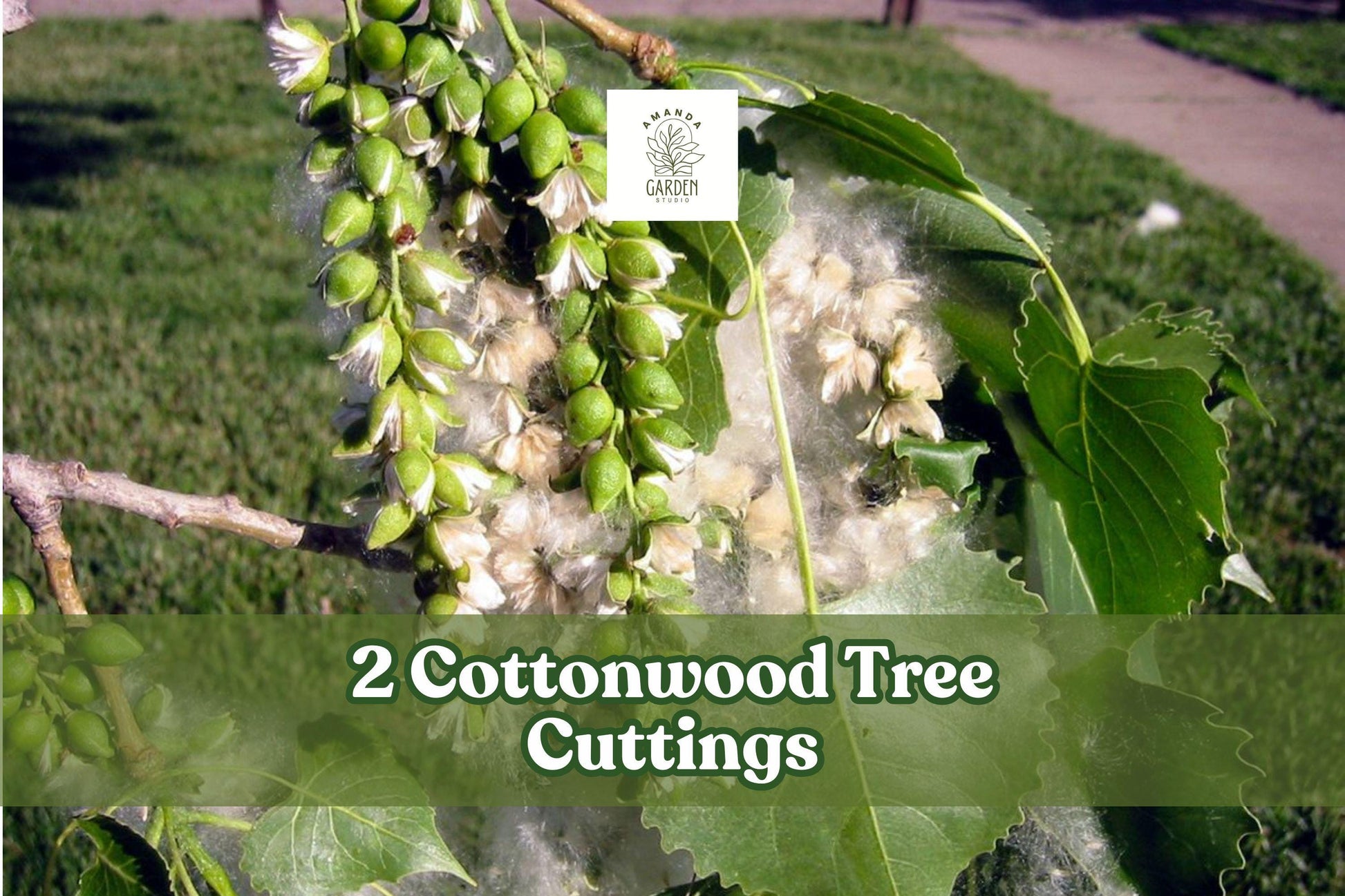 Cottonwood Tree Cuttings – Fast-Growing Shade Trees, Populus deltoides, Deciduous Landscape Plants, 2 Pack