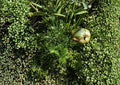 Alisma Subcordatum Seeds – 500 Native Aquatic Mud Plantain Flower Seeds for Ponds – Fresh Harvest Quality