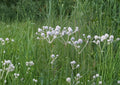 Eryngium Yuccifolium Seeds – 100 Native Prairie Flower Seeds with White Globe Blooms, Ornamental Perennial Plant Seeds