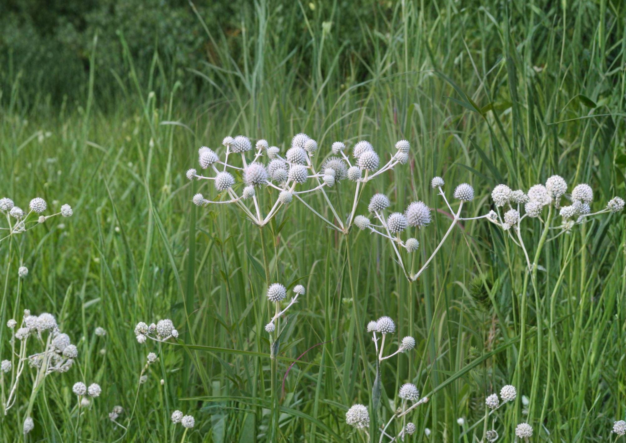 Eryngium Yuccifolium Seeds – 100 Native Prairie Flower Seeds with White Globe Blooms, Ornamental Perennial Plant Seeds