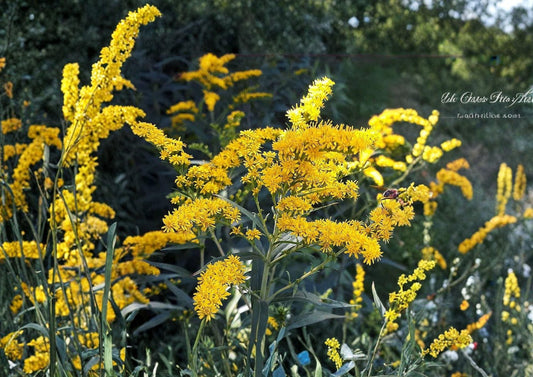 Old Field Goldenrod Seeds – 500 Native Wildflower Seeds for Yellow Fall Blooms – Non-GMO Solidago nemoralis
