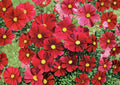 Cosmos Dazzler Seeds – 100 Pink Annual Flower Seeds for Summer Garden, Bright Daisy Blooms, New Harvest Quality