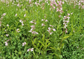 Canyon Beardtongue Seeds – Native Pink Tubular Wildflower Garden Plant – Penstemon angustifolius – 50 Seeds