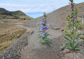Penstemon Glaber Seeds – 50 Alpine Native Blue Flower Seeds – Easy to Grow Perennial Plant