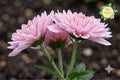 Light Pink Mum Chrysanthemum Seeds – 500 Non-GMO Chrysanthemum morifolium for Garden Beds, Borders & Containers