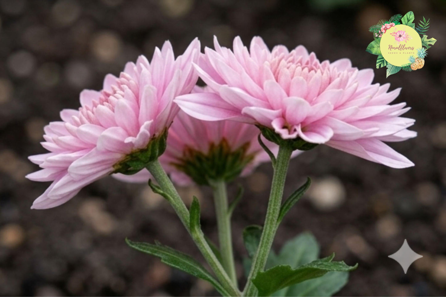 Light Pink Mum Chrysanthemum Seeds – 500 Non-GMO Chrysanthemum morifolium for Garden Beds, Borders & Containers