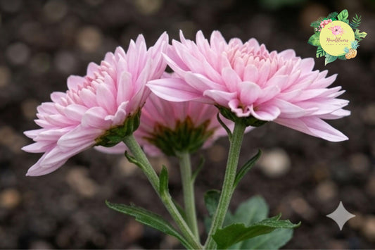 Light Pink Mum Chrysanthemum Seeds – 500 Non-GMO Chrysanthemum morifolium for Garden Beds, Borders & Containers