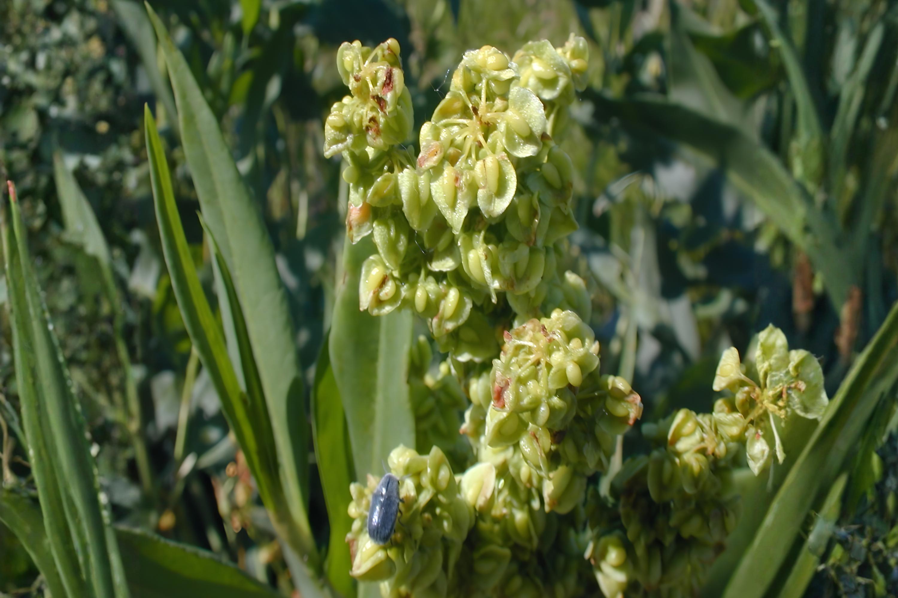 Pale Dock Seeds (Rumex altissimus) Native, Hardy Wildflower for Moist Soils, Wildlife Habitat, Naturalized Areas, 100 Seeds