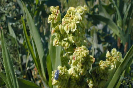 Pale Dock Seeds (Rumex altissimus) Native, Hardy Wildflower for Moist Soils, Wildlife Habitat, Naturalized Areas, 100 Seeds