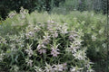 Spotted Bee Balm Seeds (100) | Native Wildflower with Purple & Yellow Blooms | Drought Tolerant Pollinator Plant | Monarda punctata