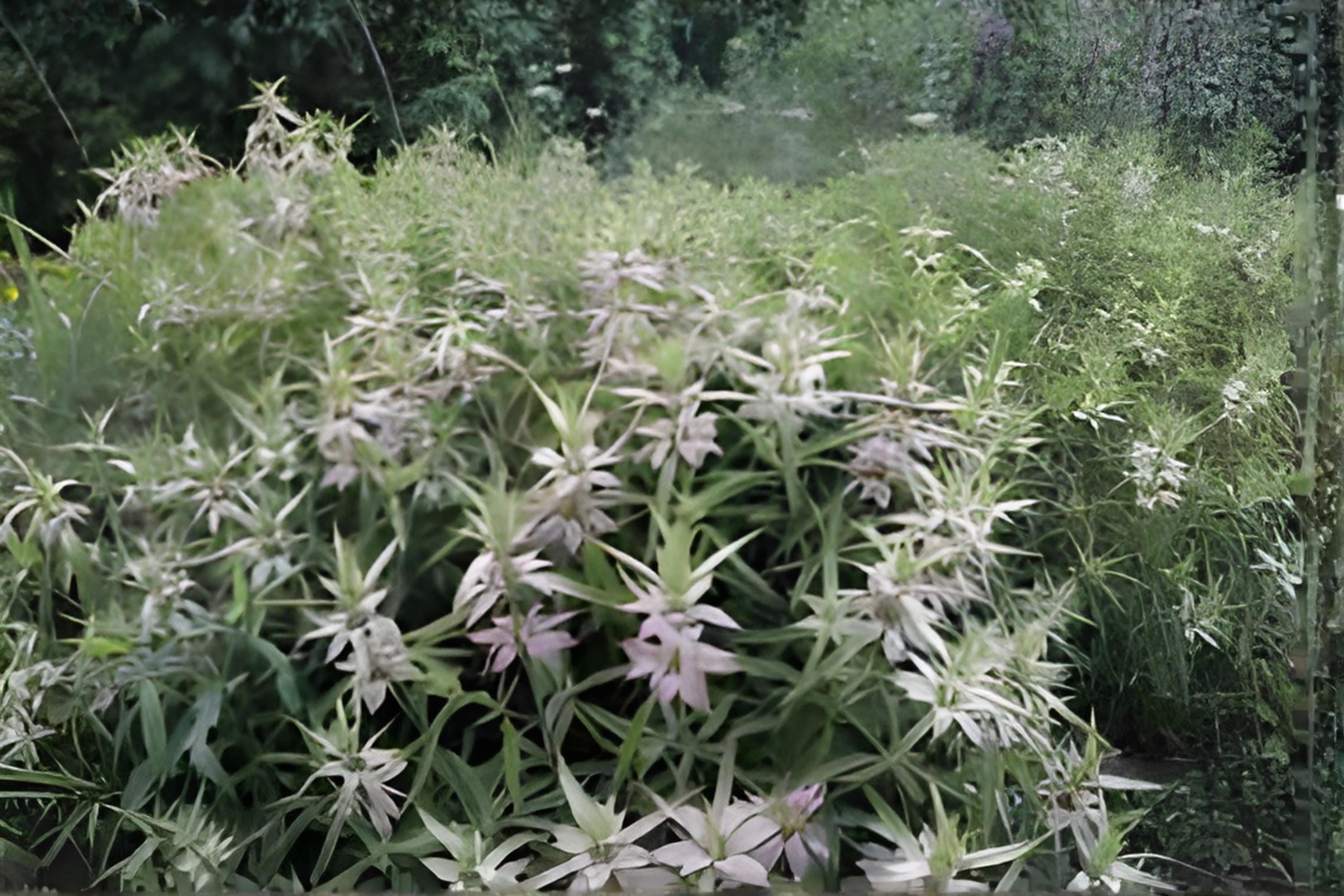Spotted Bee Balm Seeds (100) | Native Wildflower with Purple & Yellow Blooms | Drought Tolerant Pollinator Plant | Monarda punctata