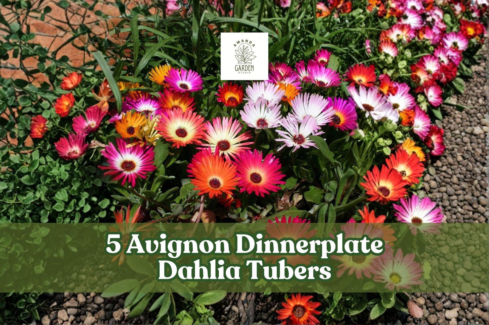 Ice Plant Seeds – 100+ Mix, Vibrant Groundcover Flowers, Dorotheanthus bellidiformis, Bright Colorful Blooms for Gardens