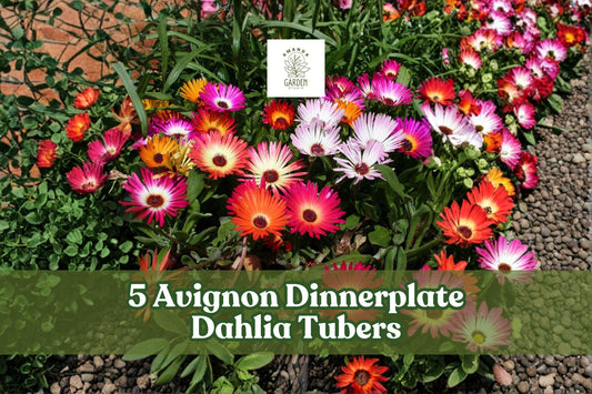 Ice Plant Seeds – 100+ Mix, Vibrant Groundcover Flowers, Dorotheanthus bellidiformis, Bright Colorful Blooms for Gardens