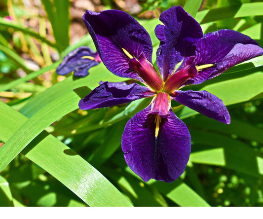 Live Black Gamecock Louisiana Iris Pond Plant – Hardy Purple Aquatic Marginal Bog Flower, 18-24" | Louisiana Iris ‘Black Gamecock’