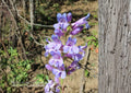 Penstemon Payettensis Seeds – 50 Rare Native Wildflower Seeds for Blue Purple Beardtongue Blooms