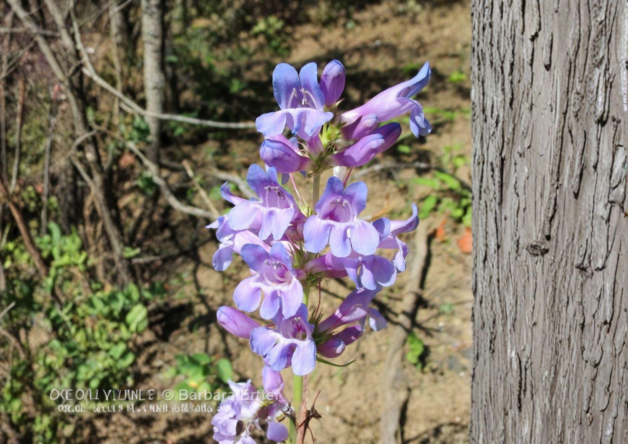 Penstemon Payettensis Seeds – 50 Rare Native Wildflower Seeds for Blue Purple Beardtongue Blooms
