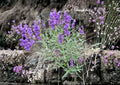 Penstemon Venustus Seeds – 50 Native Wildflower Seeds for Showy Blue Purple Beardtongue Garden Blooms – Non-GMO