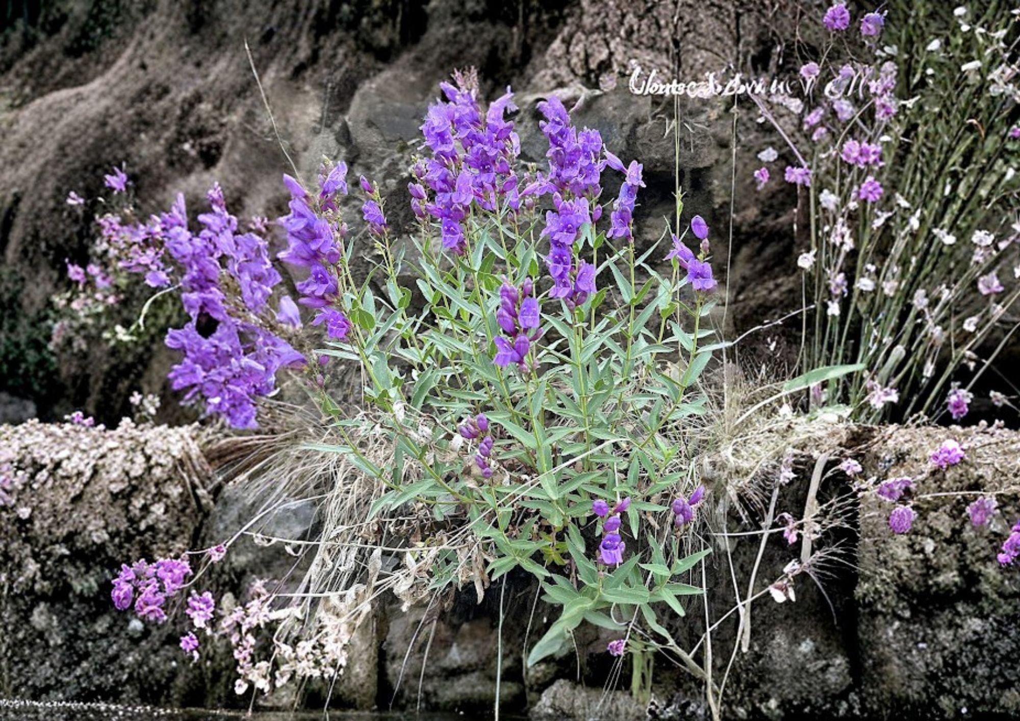 Penstemon Venustus Seeds – 50 Native Wildflower Seeds for Showy Blue Purple Beardtongue Garden Blooms – Non-GMO