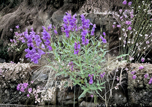 Penstemon Venustus Seeds – 50 Native Wildflower Seeds for Showy Blue Purple Beardtongue Garden Blooms – Non-GMO