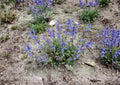 Penstemon Wilcoxii Seeds – 50 Native Wildflower Seeds for Pink Purple Beardtongue Garden Blooms - Fast Growing