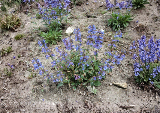 Penstemon Wilcoxii Seeds – 50 Native Wildflower Seeds for Pink Purple Beardtongue Garden Blooms - Fast Growing