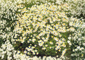German Chamomile Seeds – 3000+ Heirloom Medicinal Herb, Fragrant Groundcover, Annual Flower, Matricaria chamomilla, Tea Herb Seeds