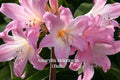 Pink Naked Lady Bulbs, Amaryllis belladonna, Fragrant Pink Lily, 2 Live Bulbs, Perennial Flowering Bulb for Garden & Container