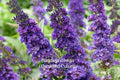 Purple Butterfly Bush Cuttings - Buddleja davidii, Pollinator Garden Shrub, 7 Live Unrooted Cuttings