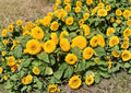 Sunflower Teddy Bear Dwarf Seeds – Double Golden Bloom Compact Garden Flowers – Fast Growing Helianthus annuus