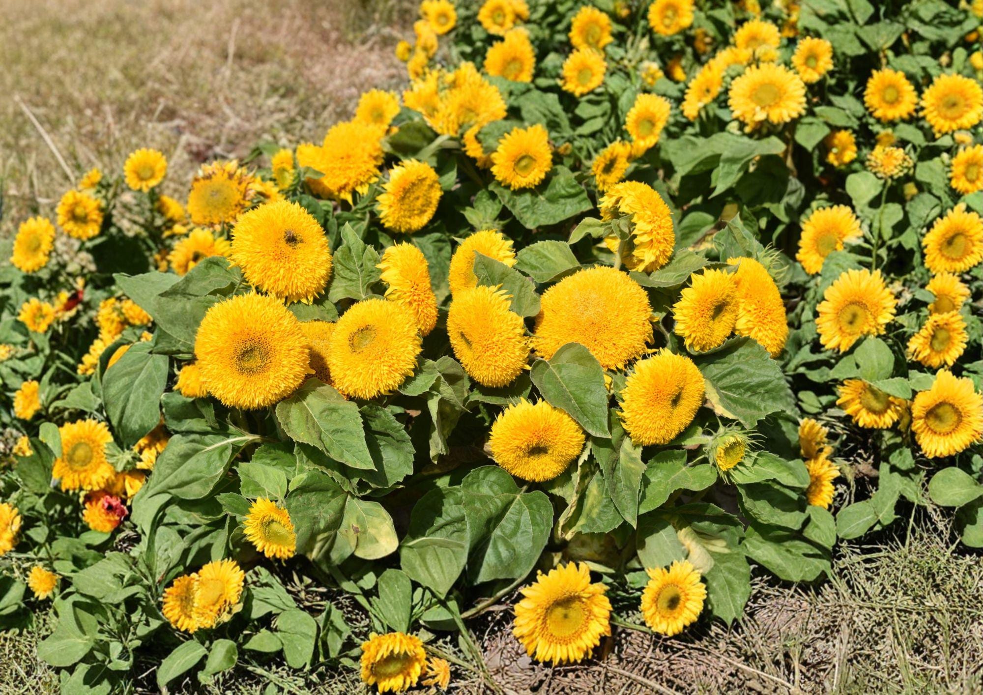 Sunflower Teddy Bear Dwarf Seeds – Double Golden Bloom Compact Garden Flowers – Fast Growing Helianthus annuus