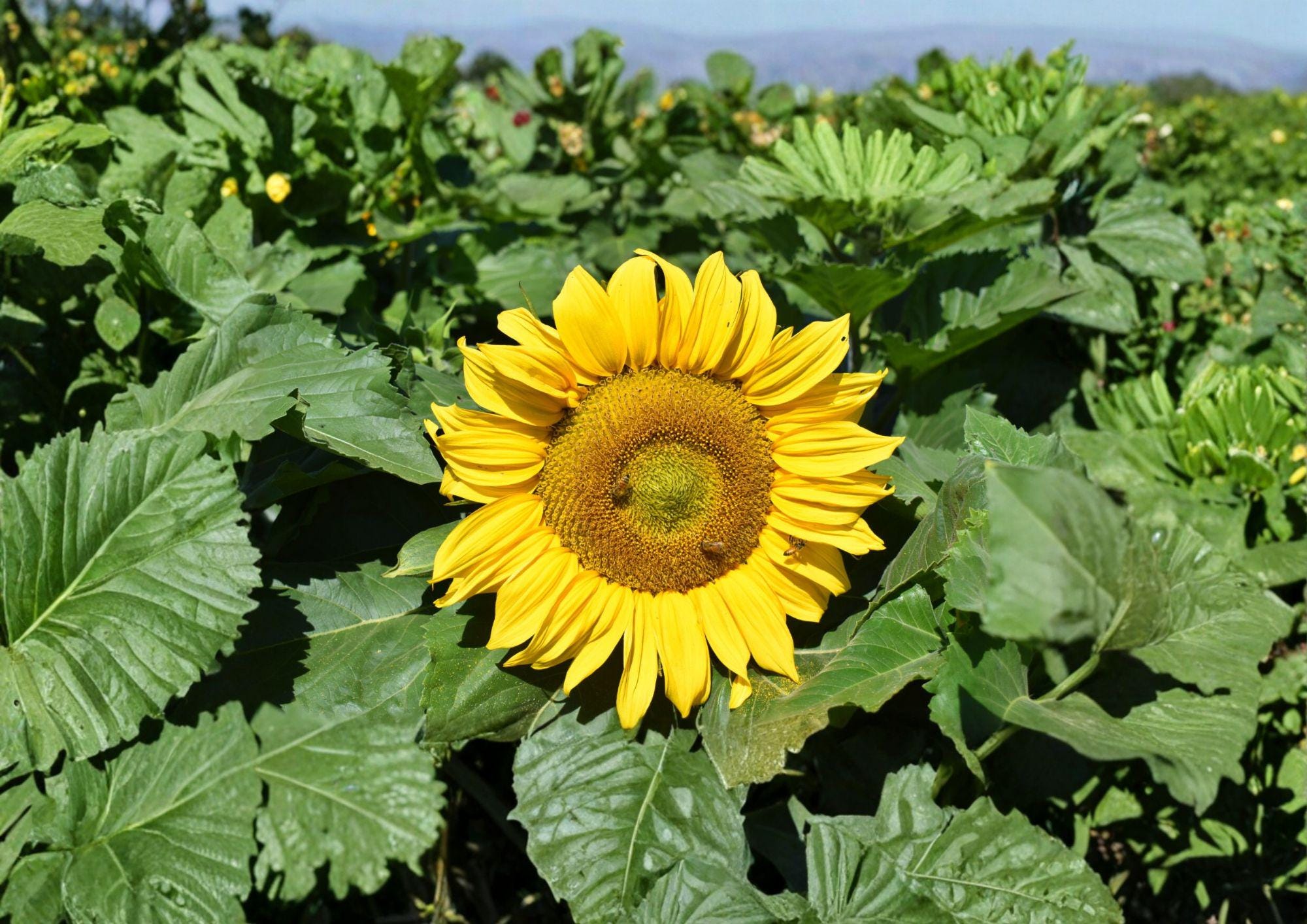 Dwarf Sunflower Seeds Sunspot – 50 Giant Bloom Compact Garden Seeds – Fast Growing Helianthus annuus