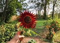 Velvet Queen Sunflower Seeds – Deep Red Bronze Blooms, Summer Garden Flower, Easy to Grow, 50 Seeds