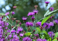 New York Ironweed Seeds – 100 Native Purple Wildflower Garden Seeds – Verbena hastata
