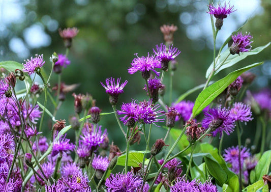 New York Ironweed Seeds – 100 Native Purple Wildflower Garden Seeds – Verbena hastata